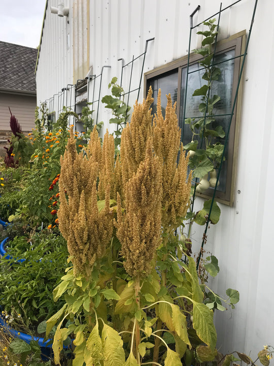 Mana Di Montana Grain Amaranth