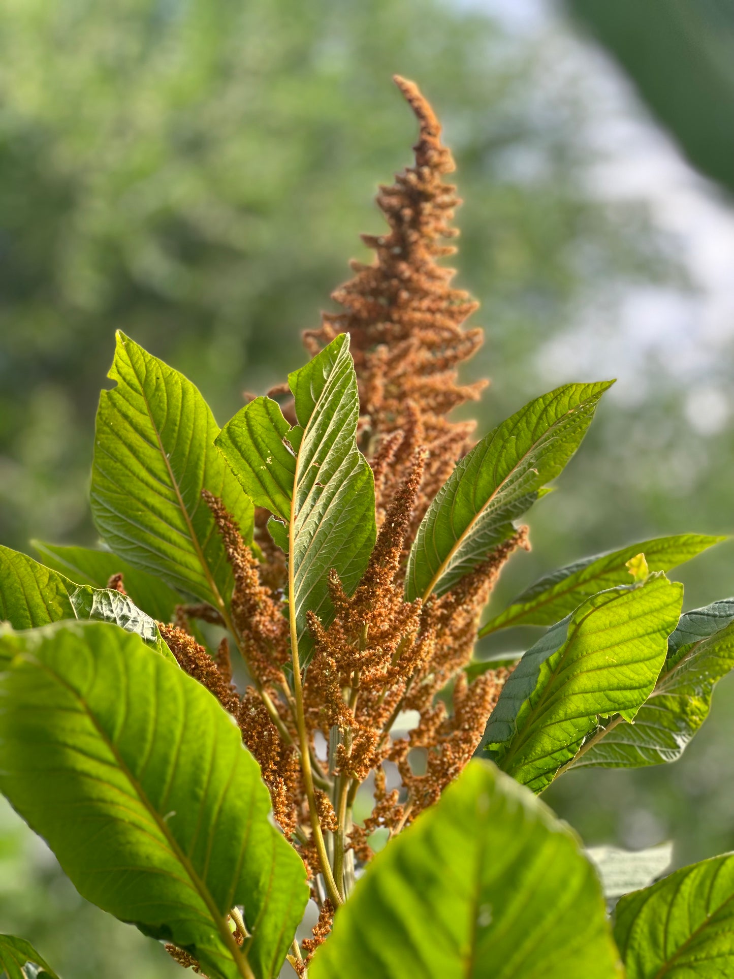 Golden Giant Grain Amaranth