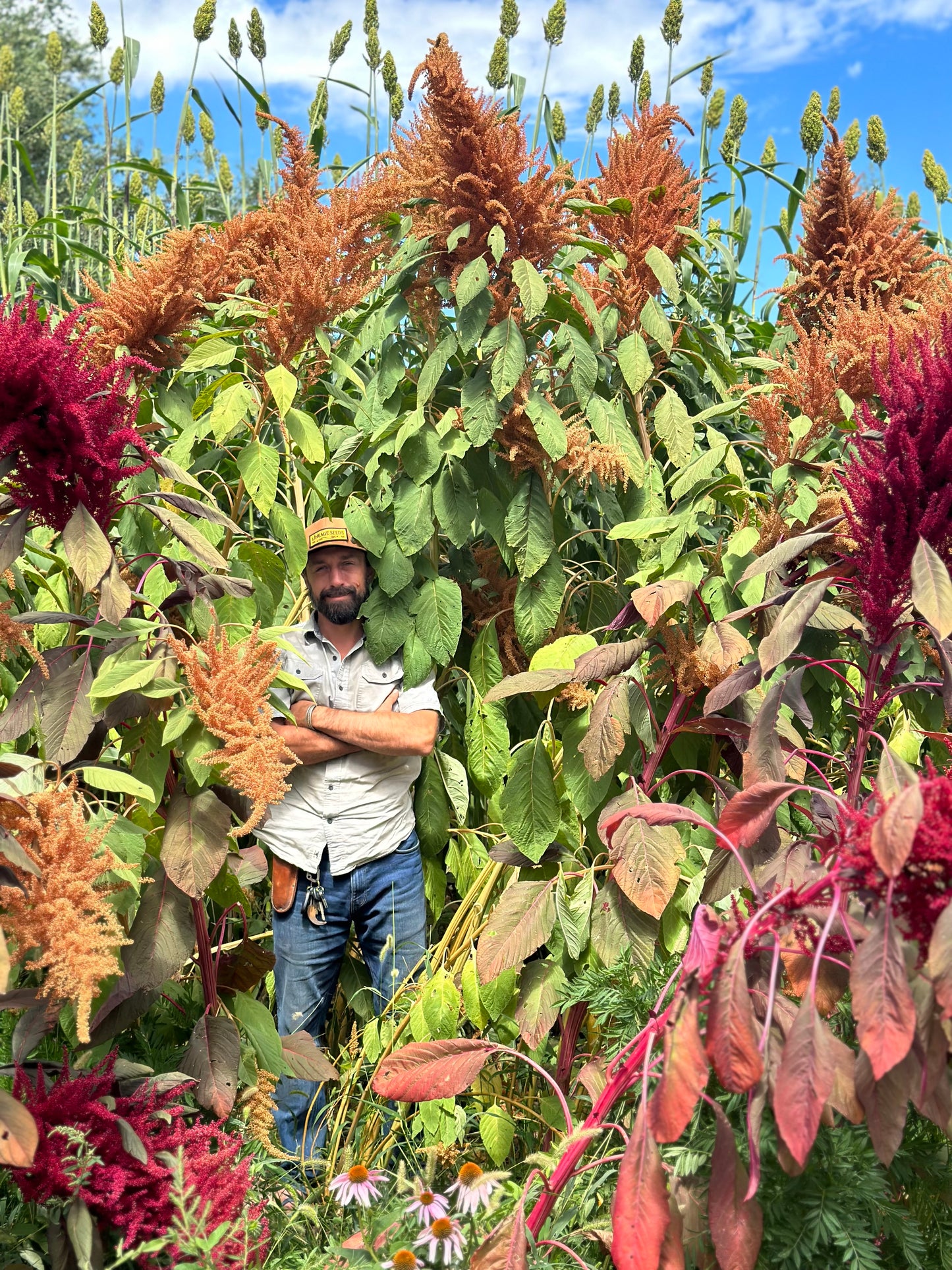 Golden Giant Grain Amaranth