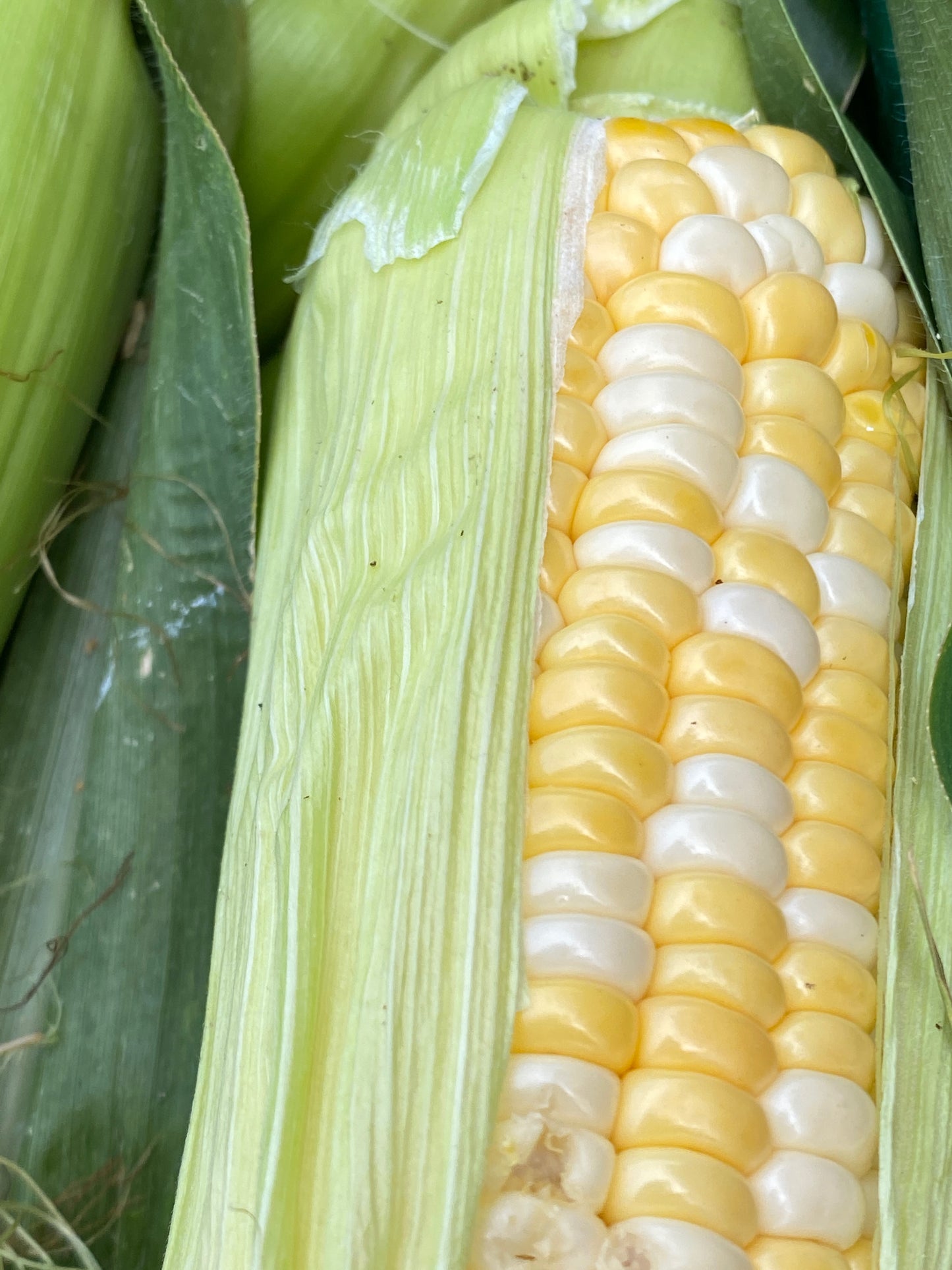 Double Standard Sweet Corn