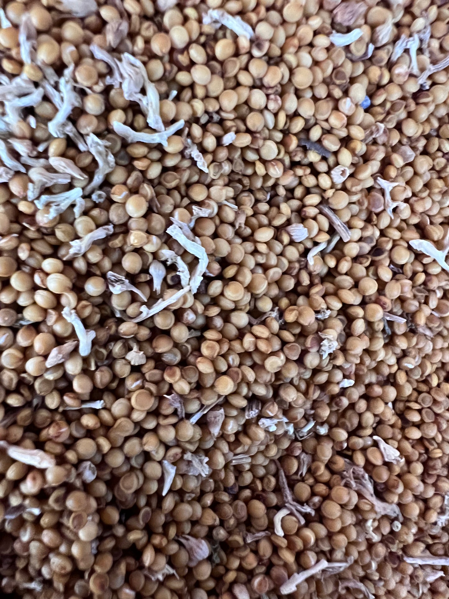Mana Di Montana Grain Amaranth