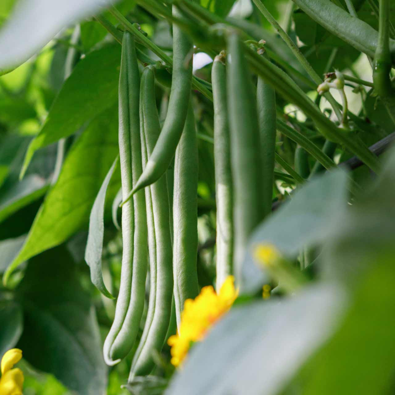 Provider Green Bean, Bush Type