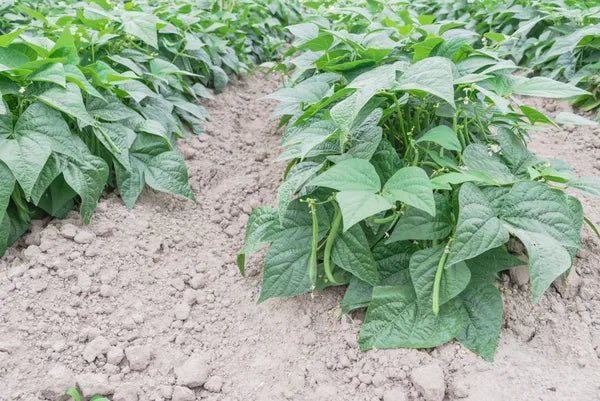 Provider Green Bean, Bush Type