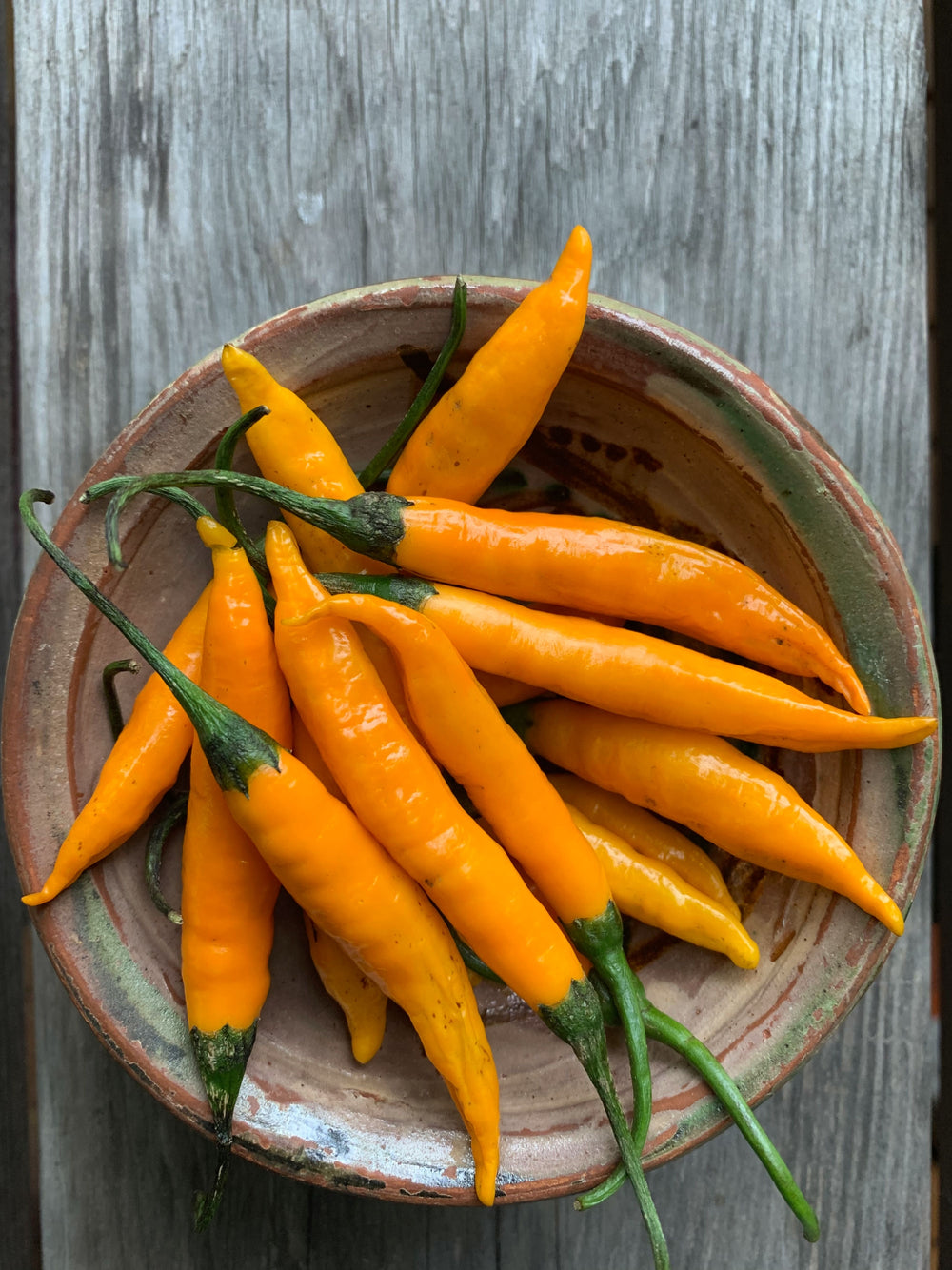 Criolla Sella, Aji type Pepper