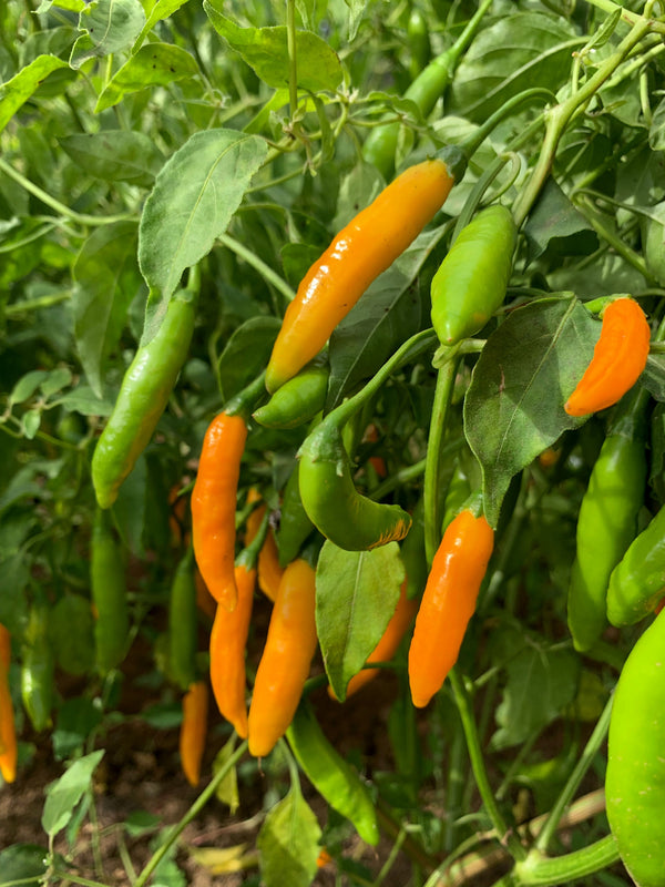 Criolla Sella, Aji type Pepper