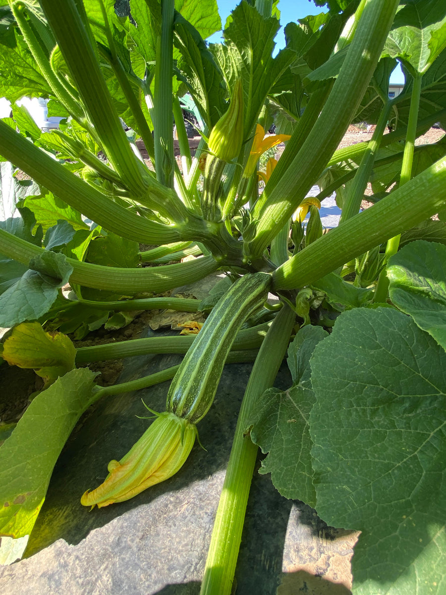 Costata Romanesco Zucchini