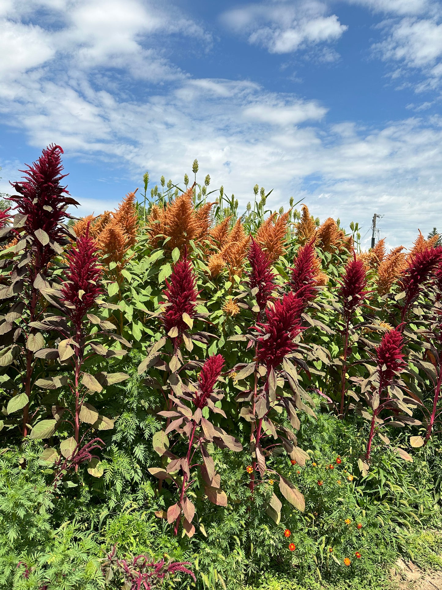 Golden Giant Grain Amaranth