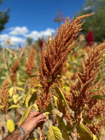Golden Giant Grain Amaranth