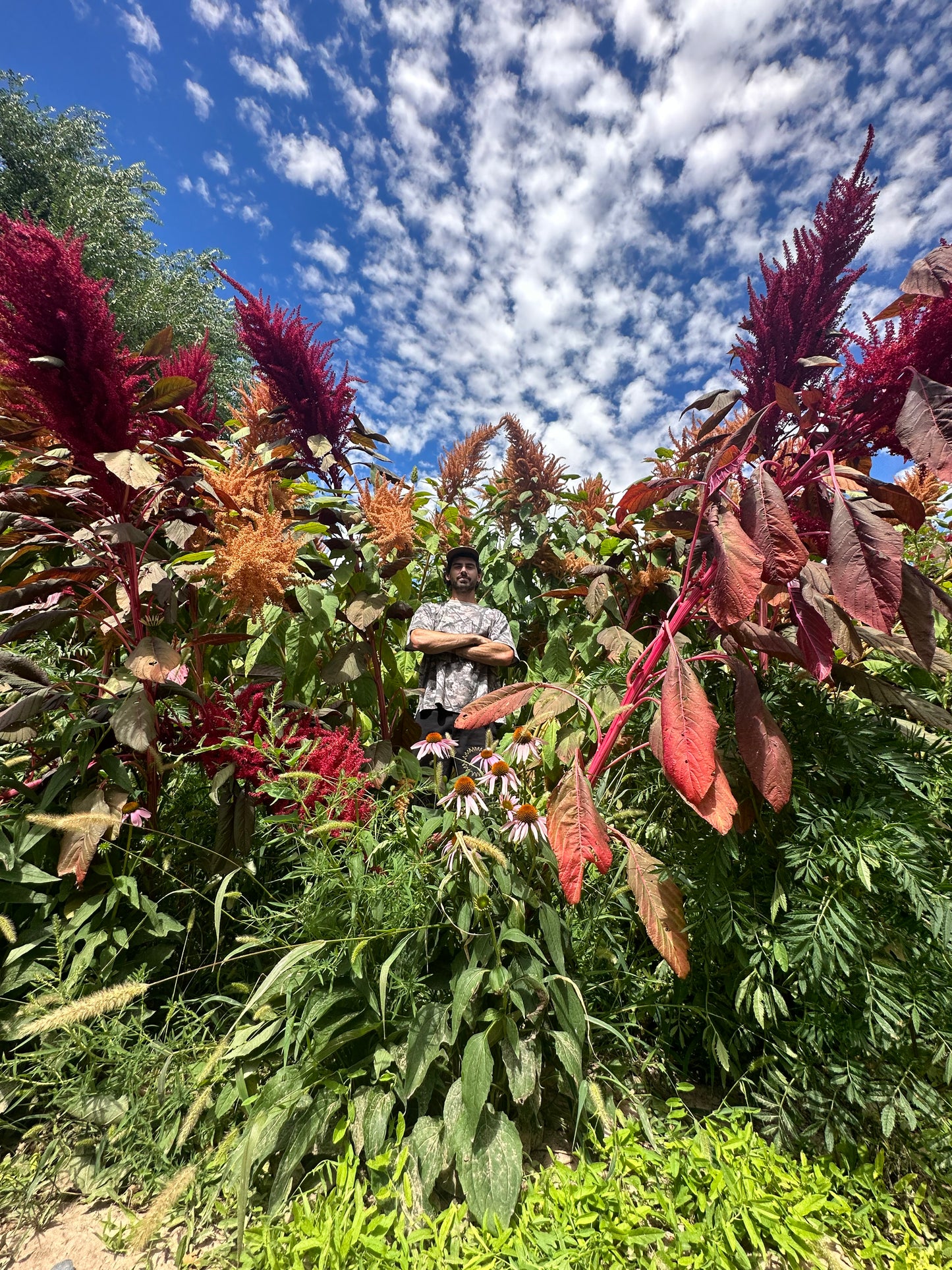 Burgundy Plume Grain Amaranth