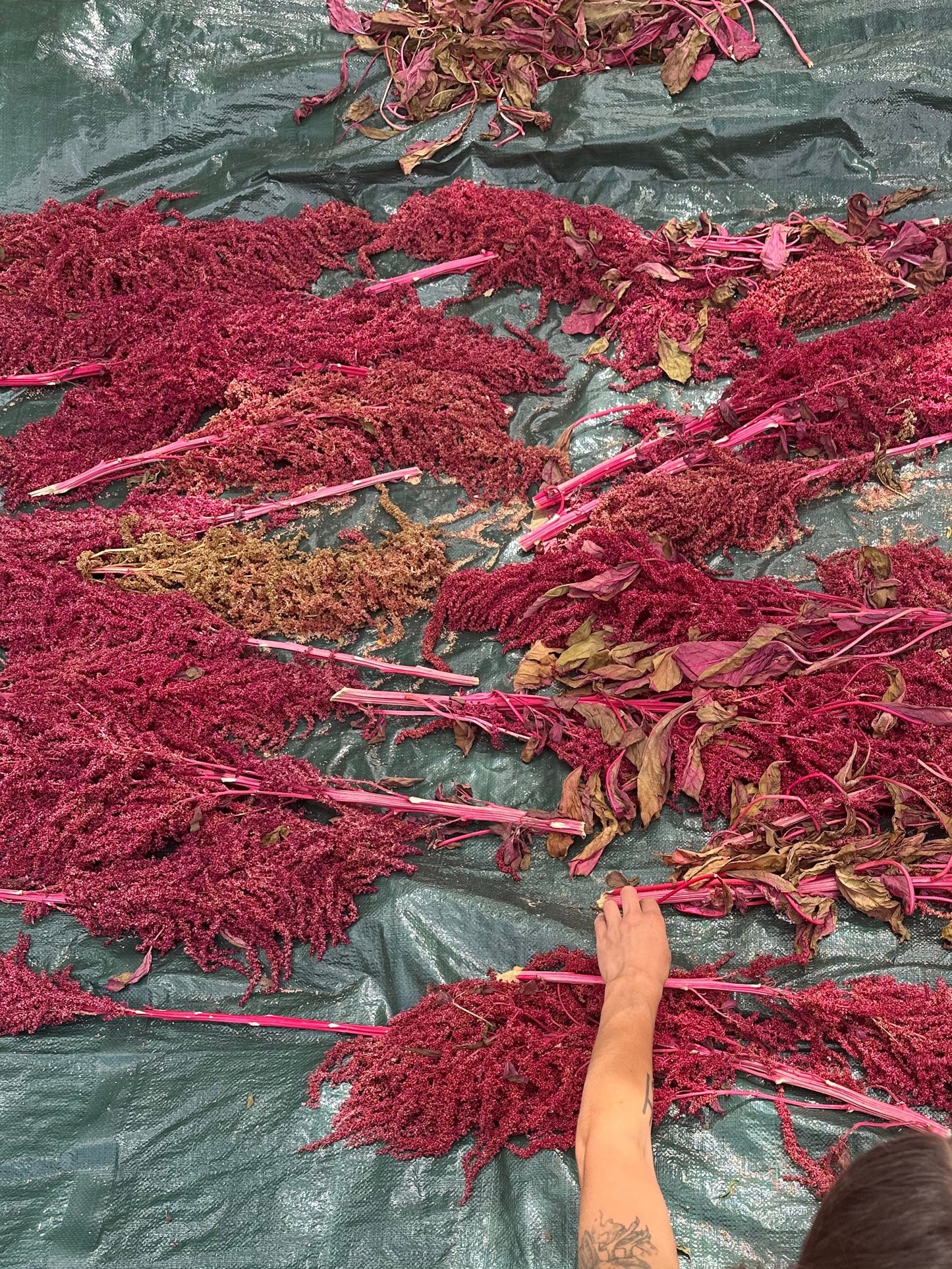 Burgundy Plume Grain Amaranth
