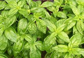 Sweet Genovese Basil