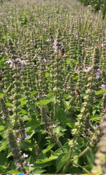 Tulsi Basil