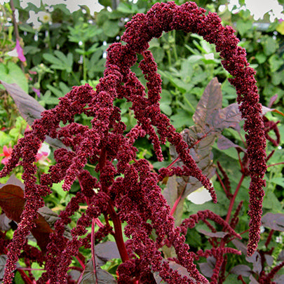 Hopi Red Dye Ornamental Amaranth