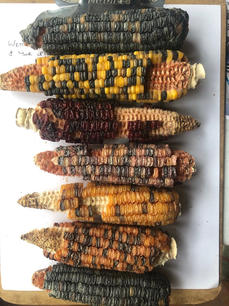 Astronomy Domine, Rainbow Sweet Corn