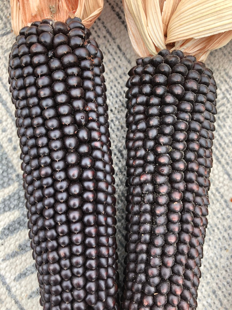 TomorrowSeeds Dakota Black Popcorn Seeds - Ornamental Purple/Blue Popping Corn - 2025 Harvest