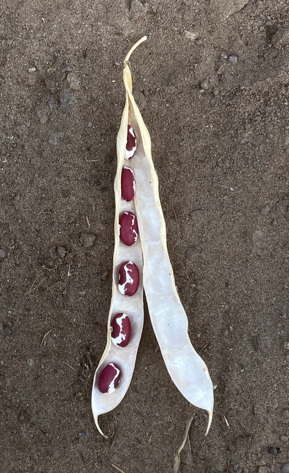 Anasazi Bean, Half-Runner, Dry Bean