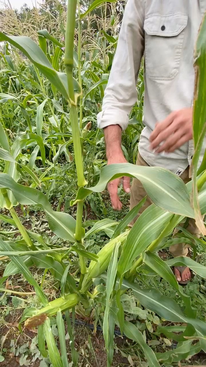 Double Standard Sweet Corn