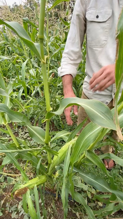 Double Standard Sweet Corn
