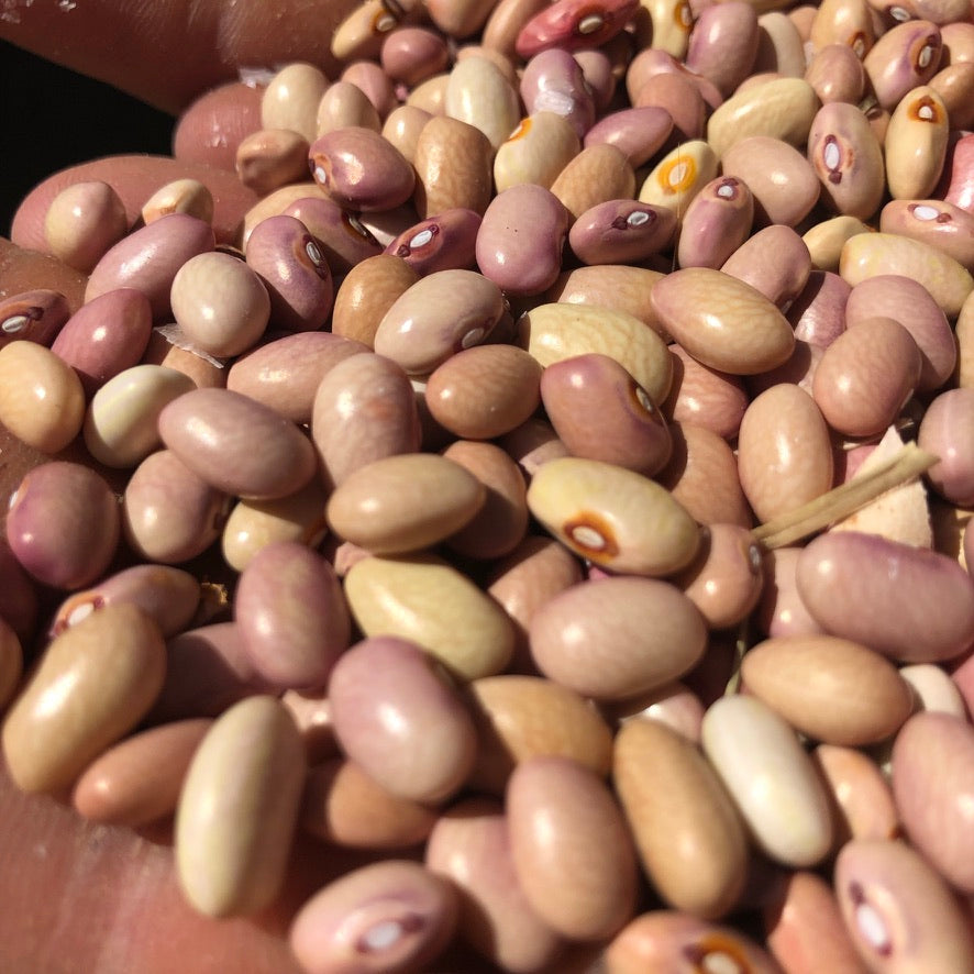 Bolita Bean, Half Runner, Dry Bean