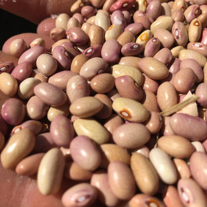 Bolita Bean, Half Runner, Dry Bean
