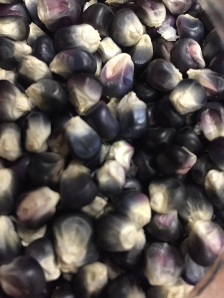 Chihuahua Blue Tortilla Corn