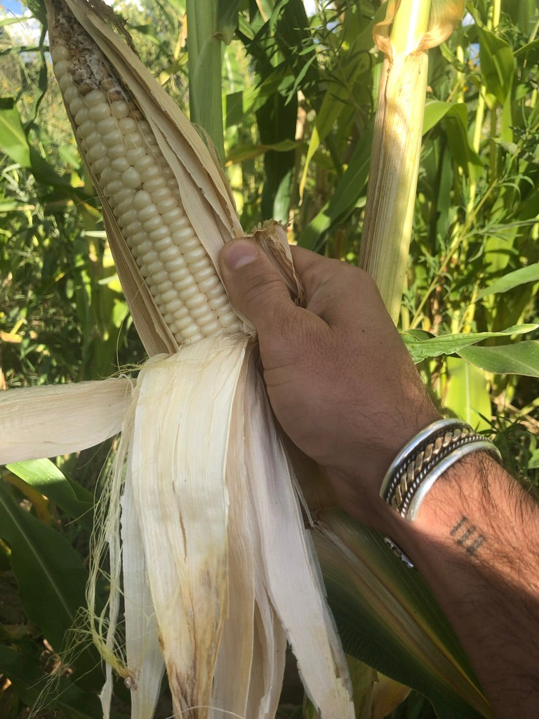 Concho White Tortilla Corn