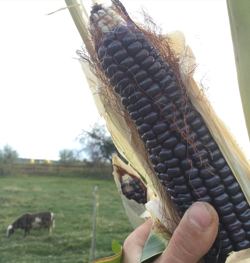 Chihuahua Blue Tortilla Corn