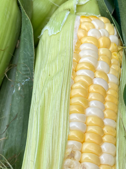 Double Standard Sweet Corn