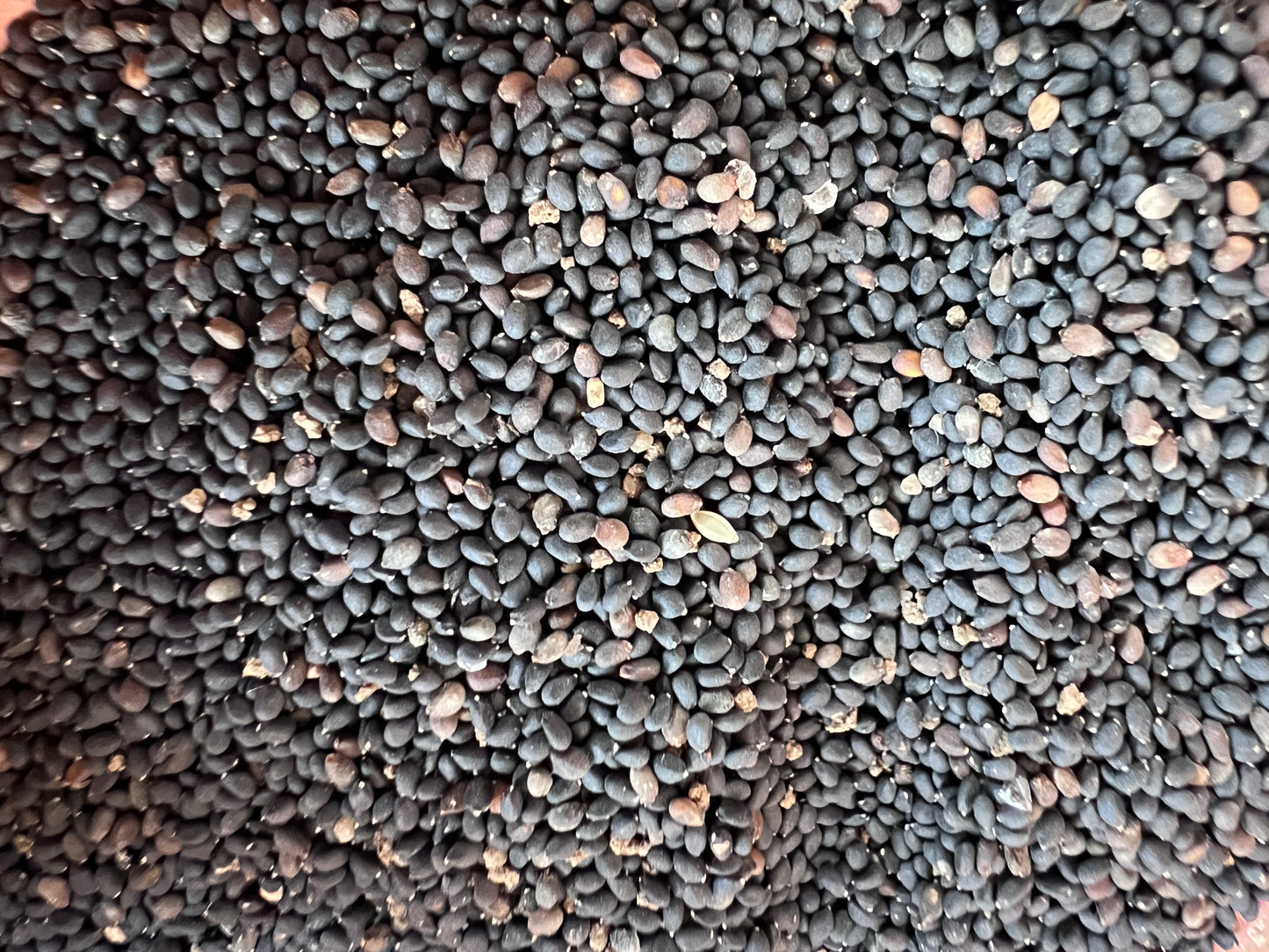 Tulsi Basil