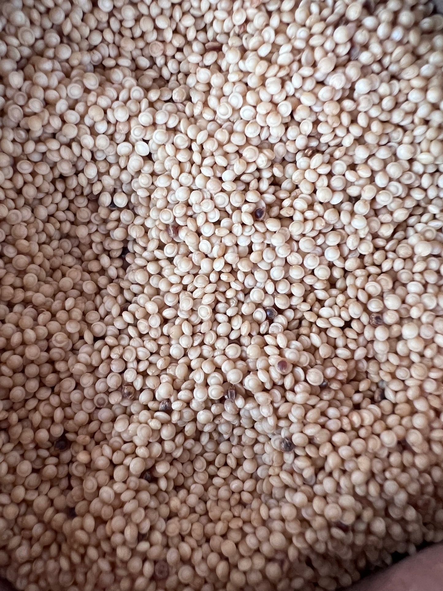 Golden Giant Grain Amaranth