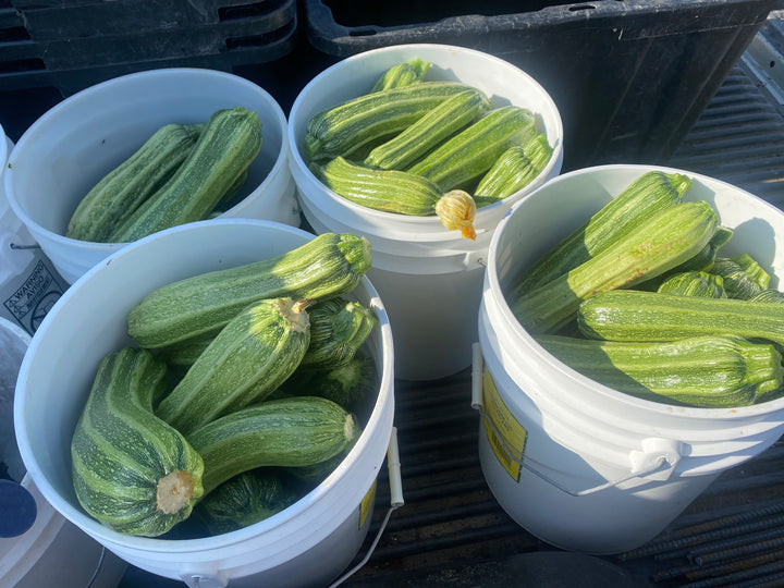 Costata Romanesco Zucchini