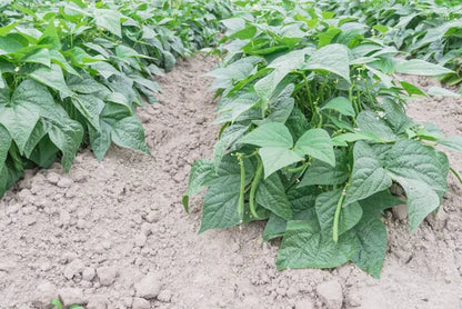 Provider Green Bean, Bush Type