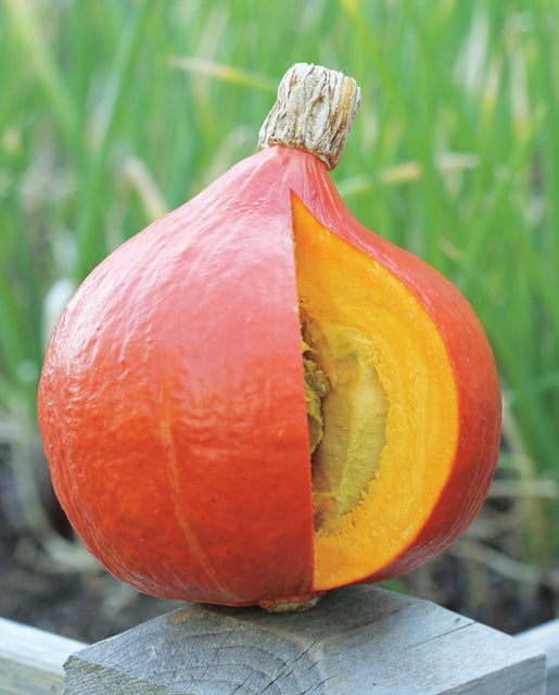 Uchiki (Red) Kuri Winter Squash