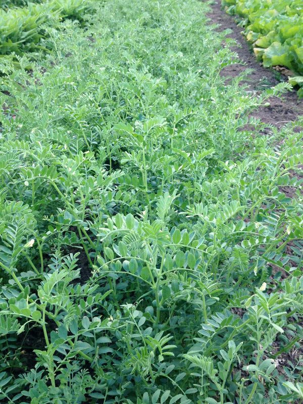 Black Kabouli Garbanzo aka Chickpea