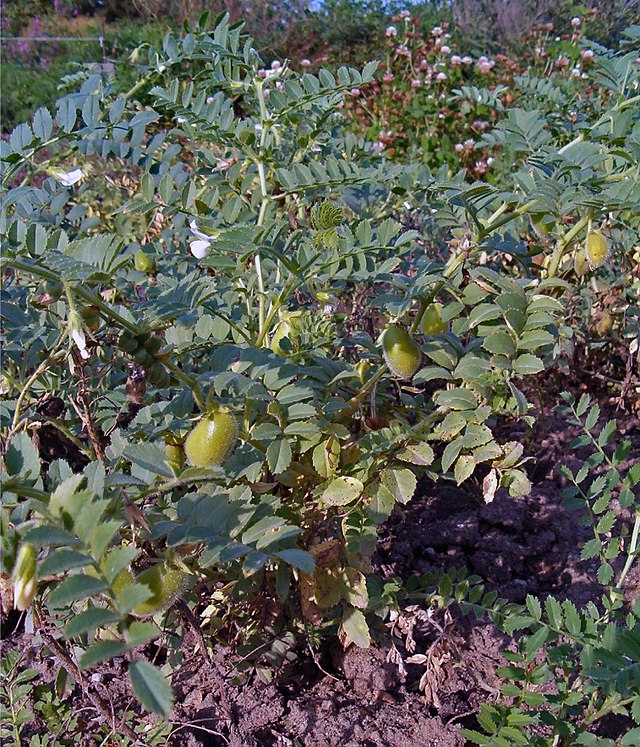 Black Kabouli Garbanzo aka Chickpea